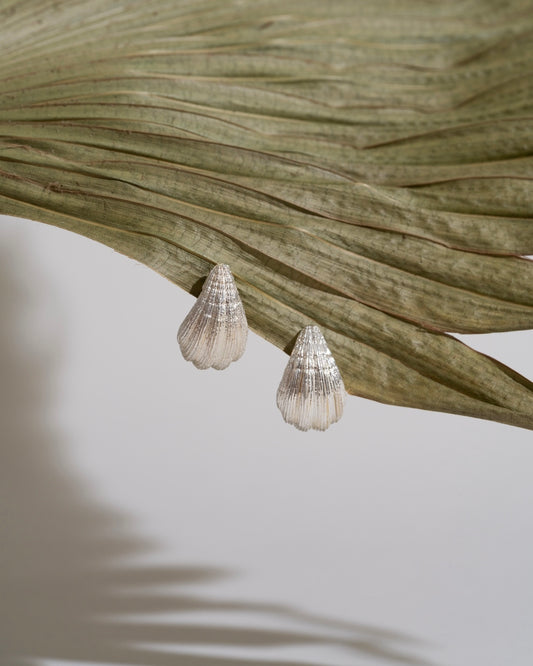 Earrings stud shells silver
